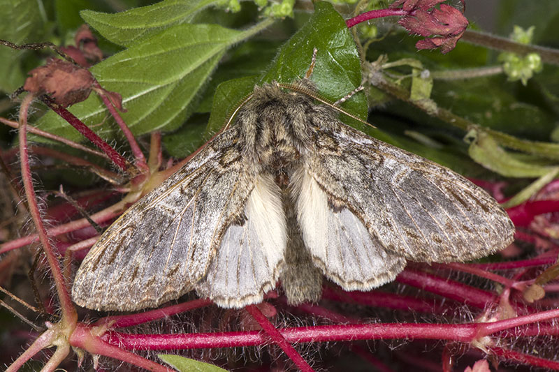 Peridea anceps - Notodontidae